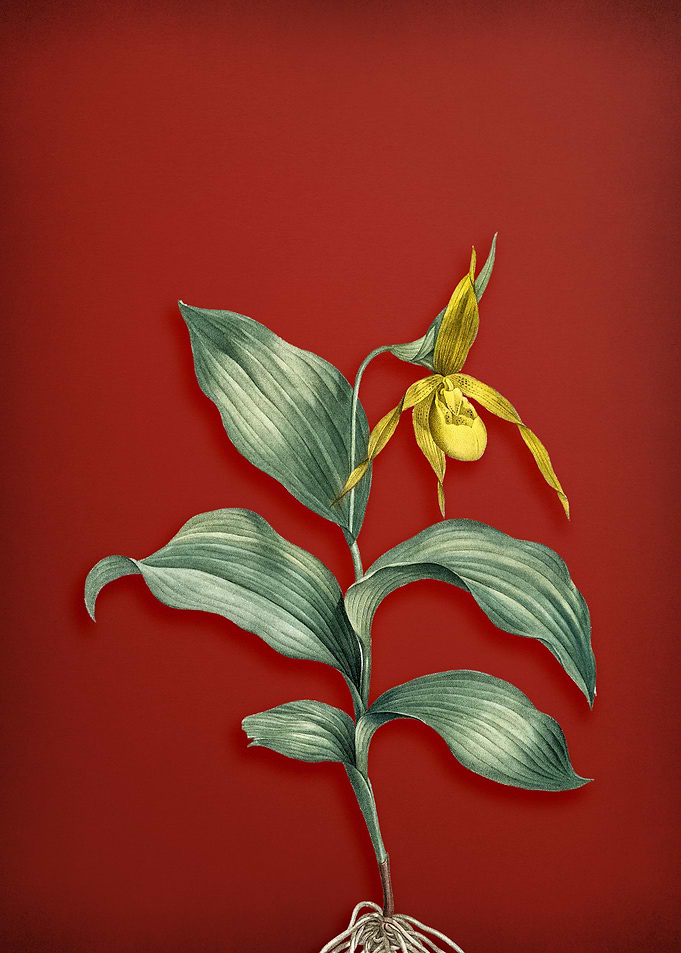 Yellow Slipper Orchid
