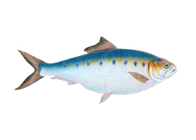 Shad Clupea alosa