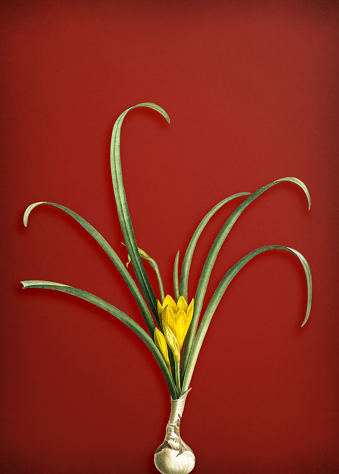 Yellow Autumn Crocus