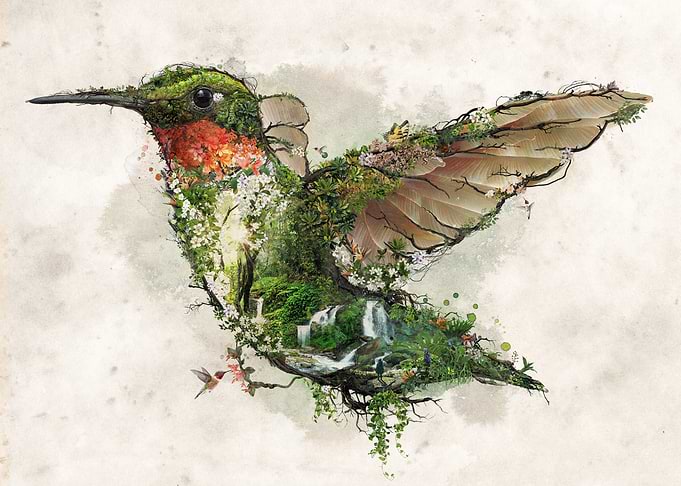 Ruby Throated Hummingbird