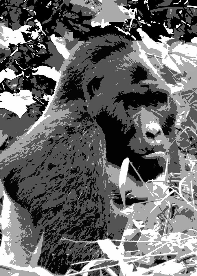 gorilla v30