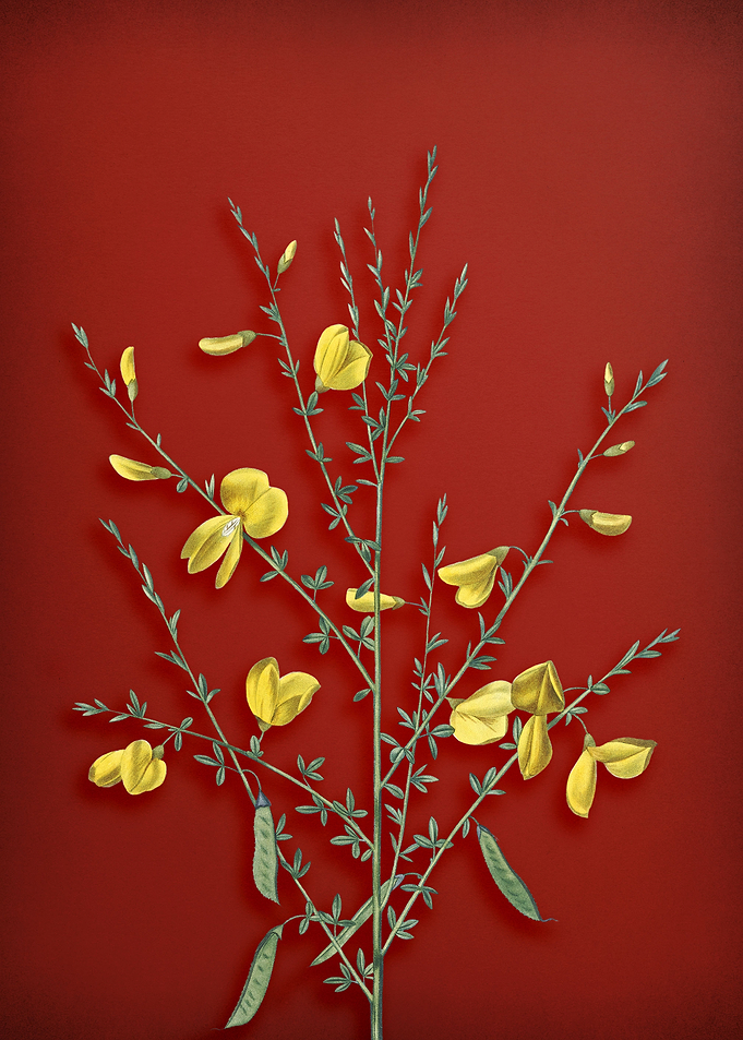 Yellow Broom Flowers