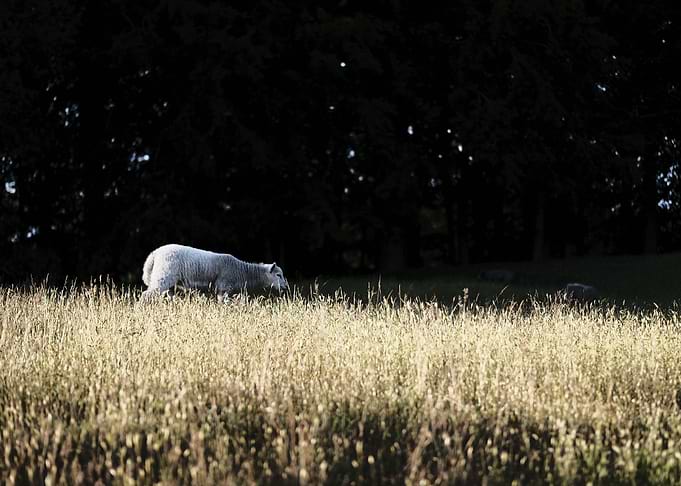 Lamb