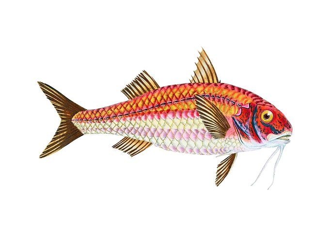 Surmulet Mullus Surmuletus
