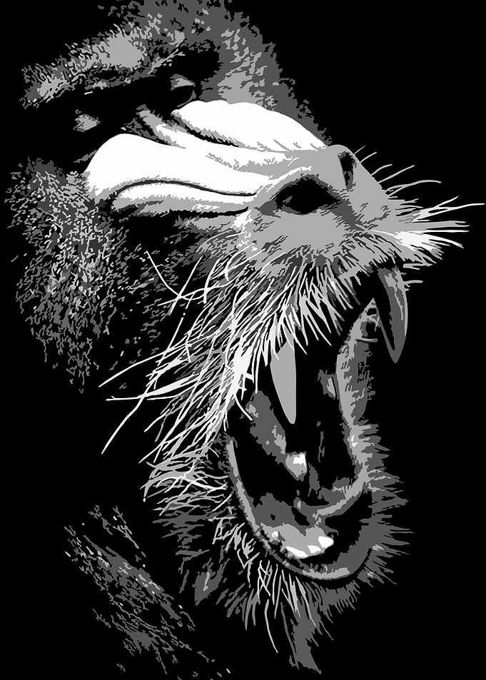 monkey black and white v15