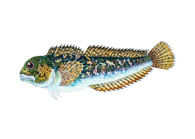 Smooth blenny Blennius