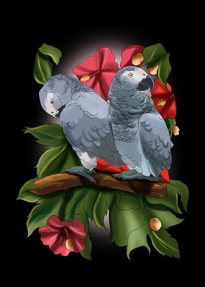 African Gray Parrot