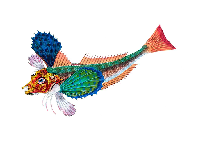 Sapphirine gurnard Trigla