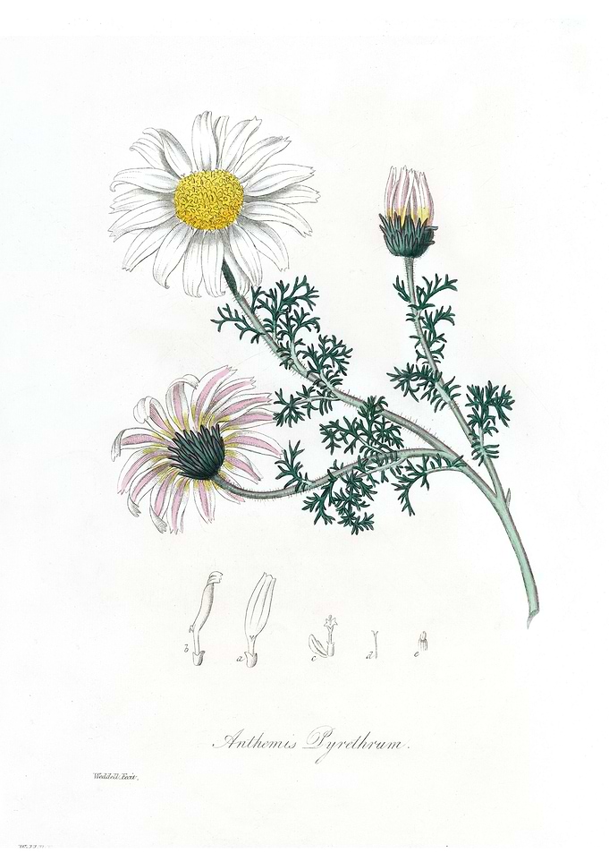 Mount Atlas daisy