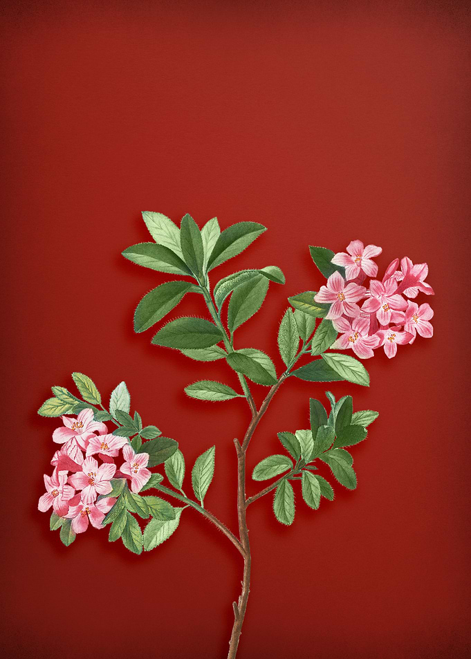 Hairy Alpenrose on Red