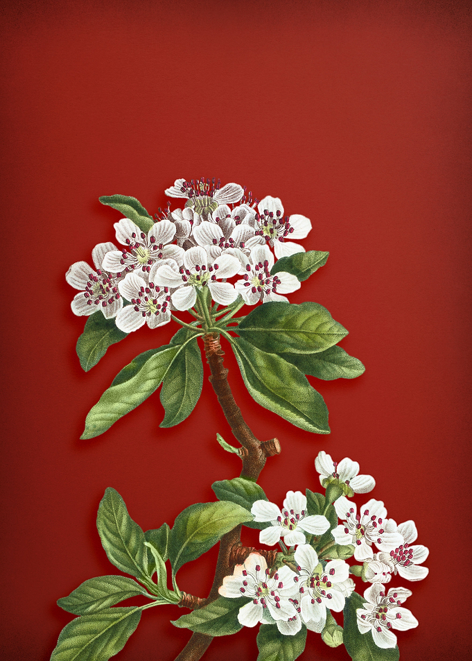 Almond Leaved Pear on Red