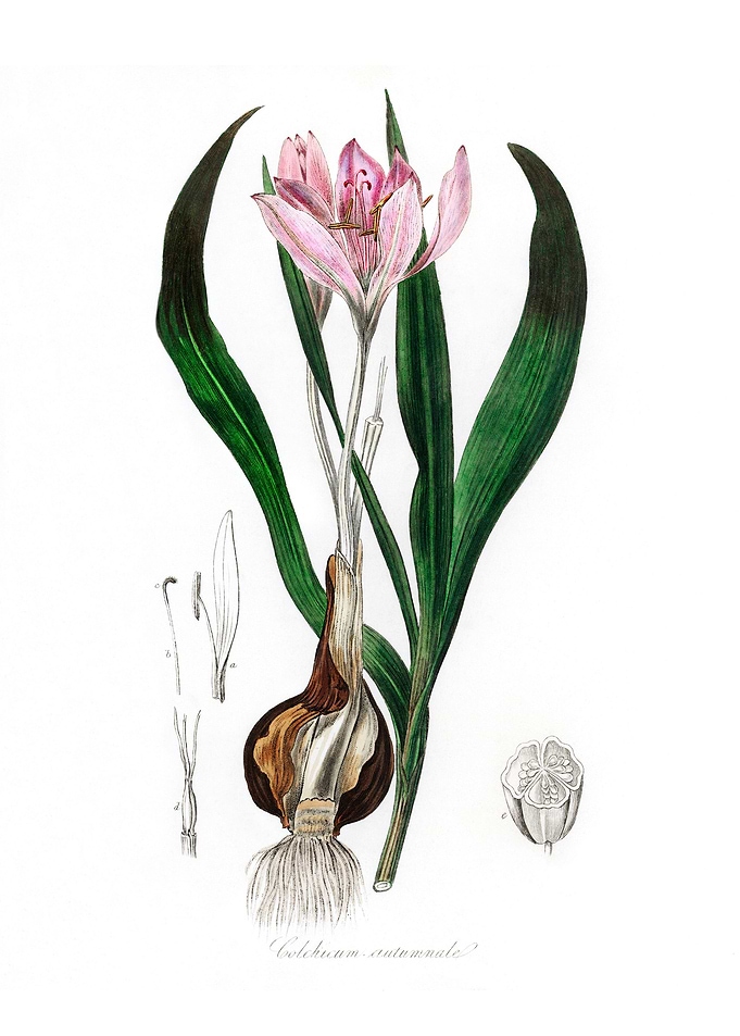 Autumn crocus Colchicum