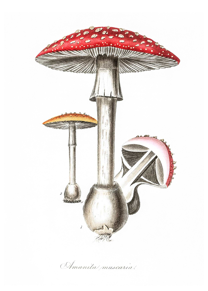 Amanita muscaria