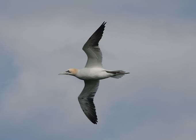 Sea Bird Ready to Dive