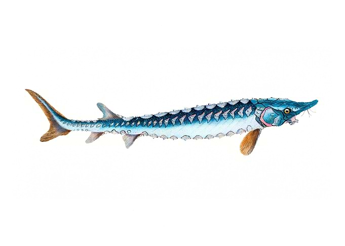 The European sea sturgeon