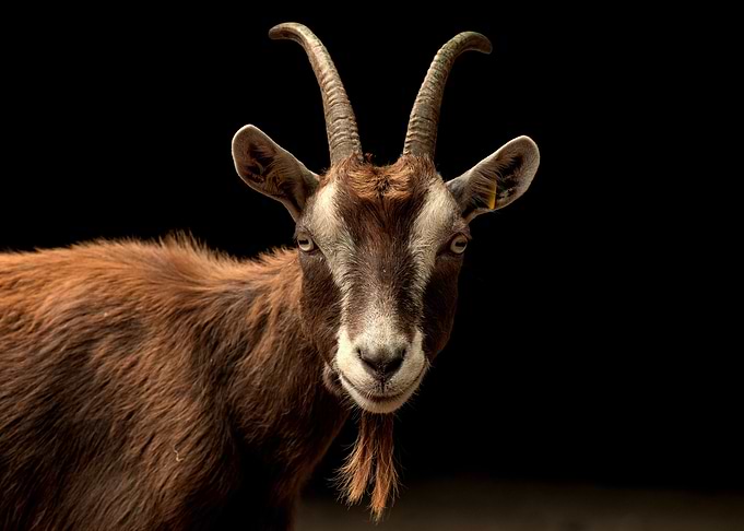 nature animal goat
