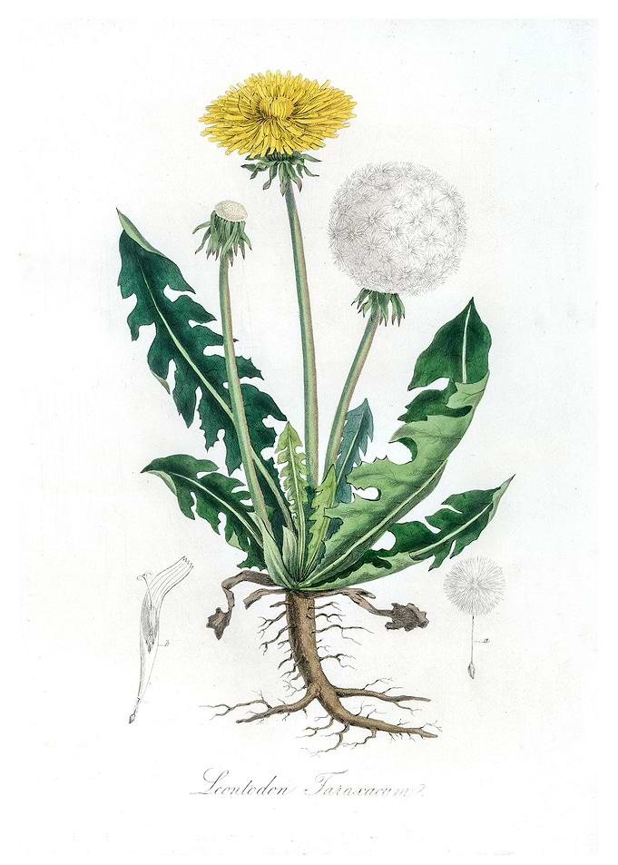Leontodon taraxacuma