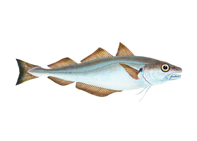 Whiting Gadus Merlangius