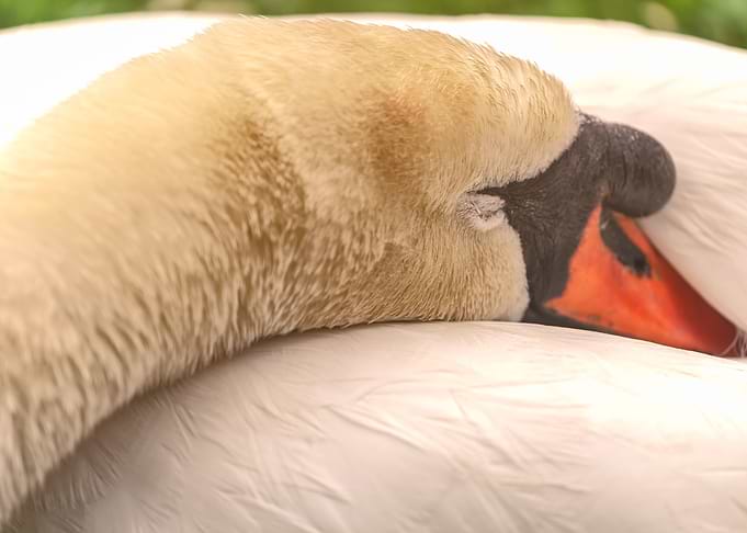Sleep Tight