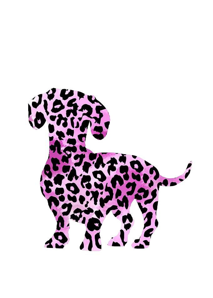 Dachshund