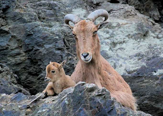 nature animal goat