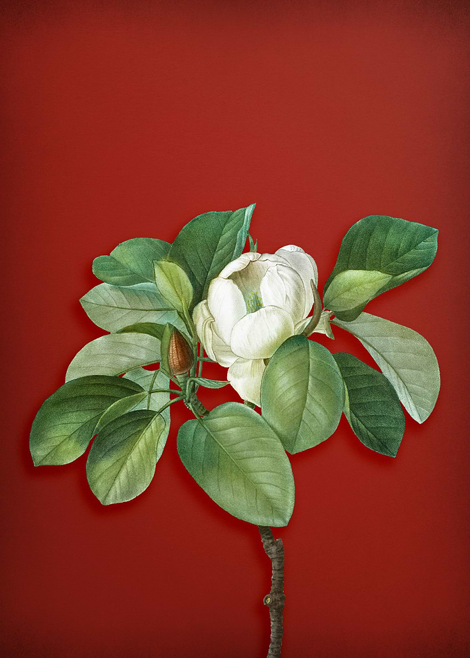Magnolia Elegans on Red