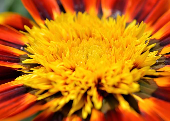 Sunburst