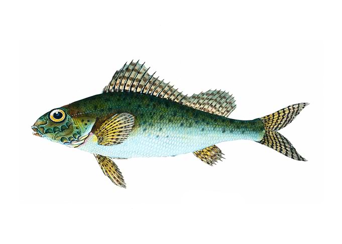 The Eurasian ruffe