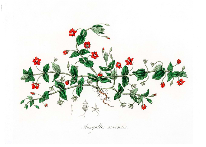 Scarlet pimpernel