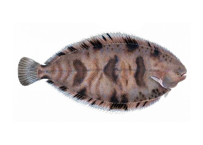 Variegated Sole