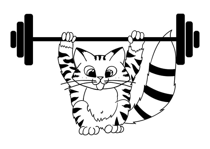 A cat under a barbell