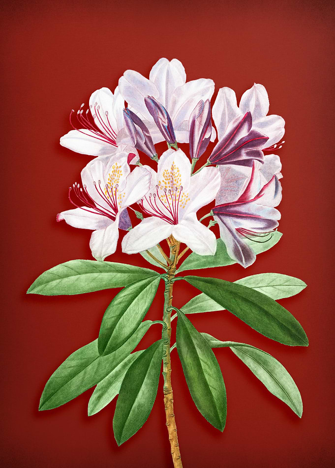 Common Rhododendron