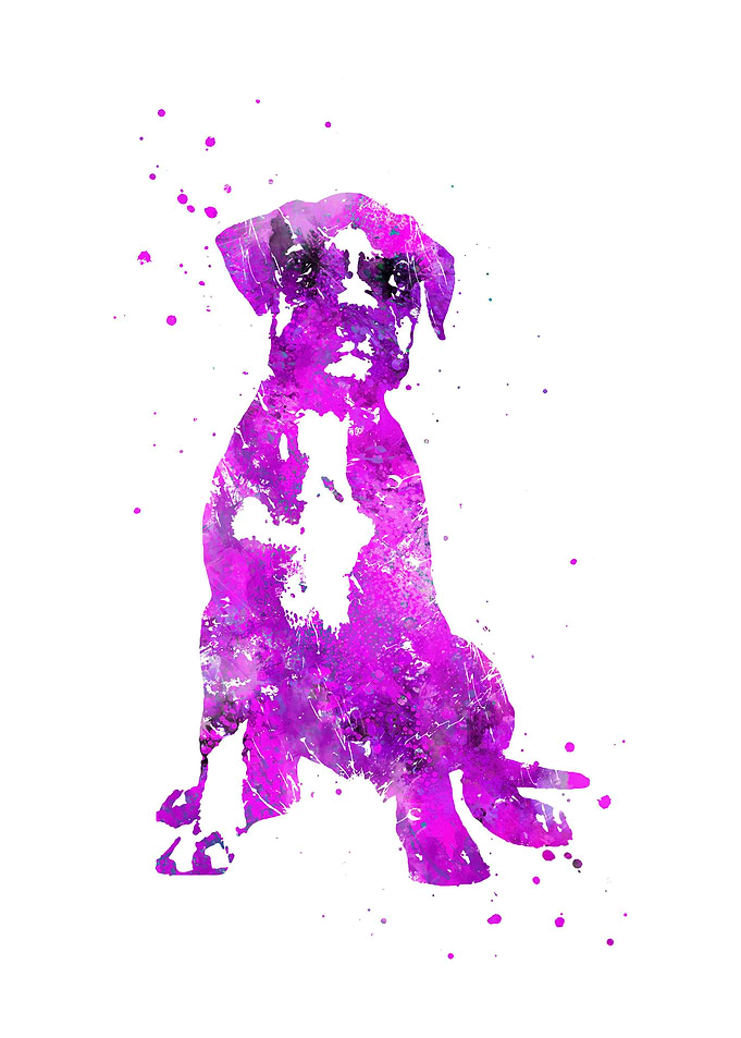 Boxer