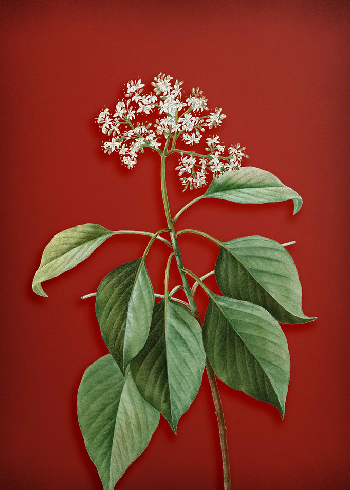 Blooming Pagoda Dogwood