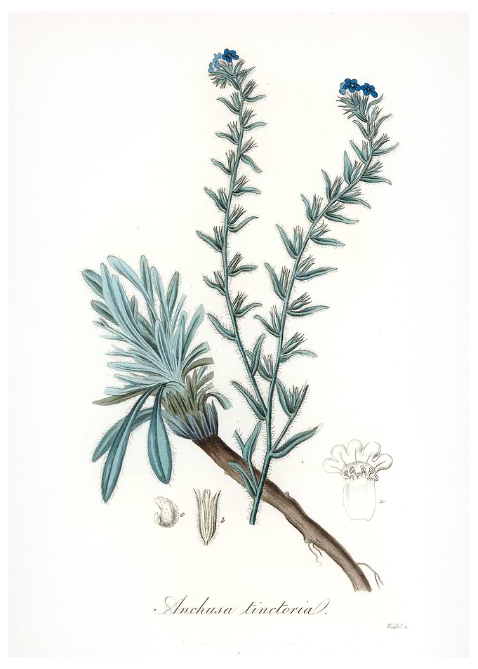 Common bugloss