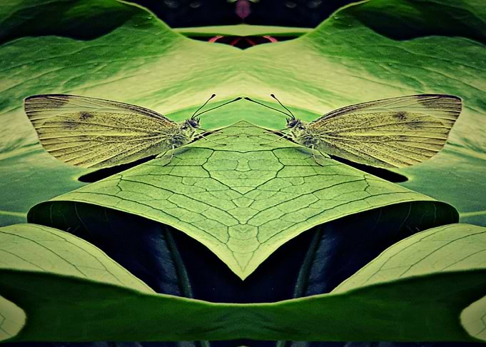 Spiegel Schmetterling