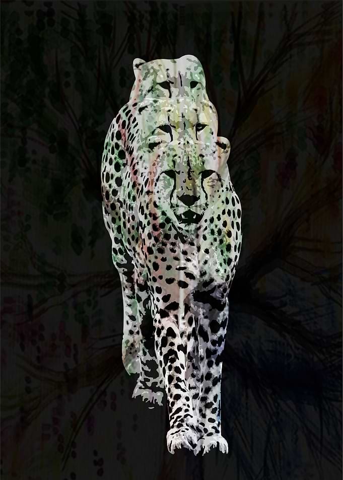 Leopard black white v37