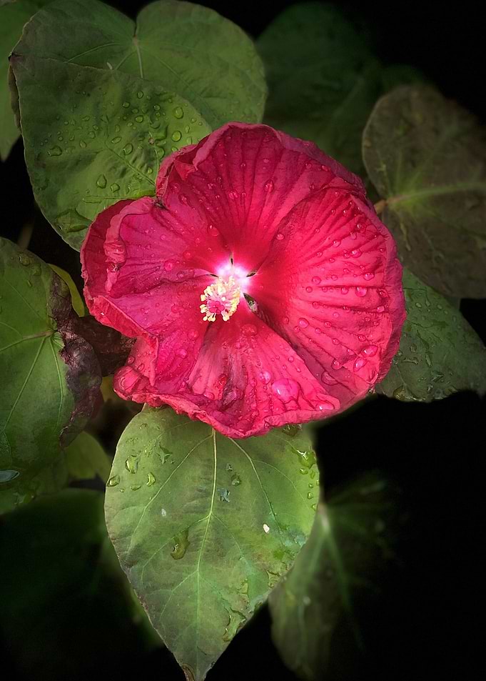 red flower