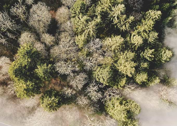 Forest from Above