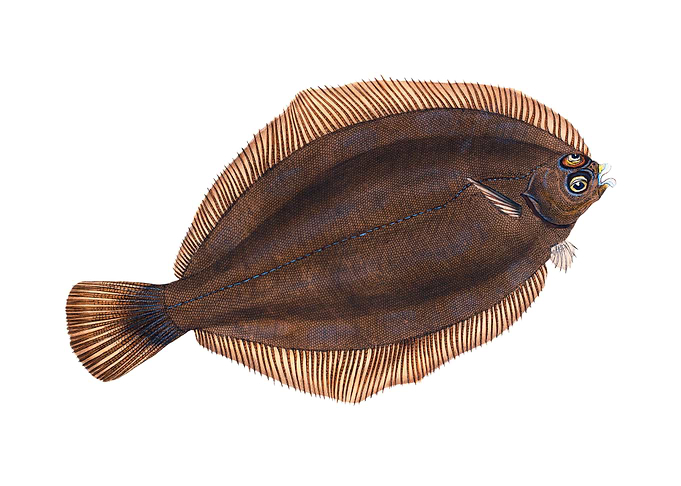 Turbot Pleuronectes