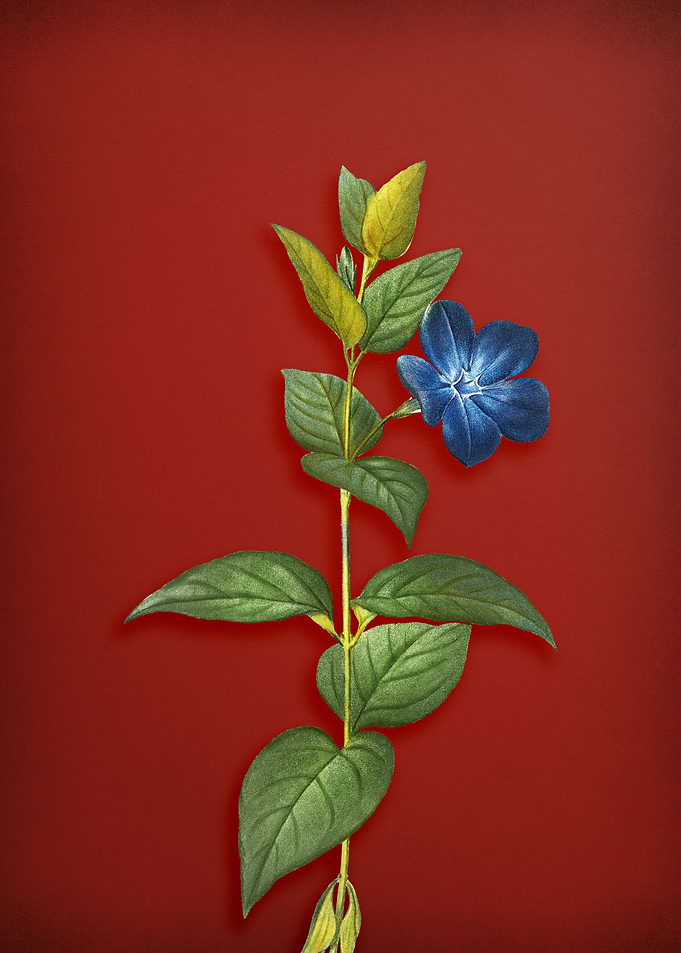 Greater Periwinkle Flower
