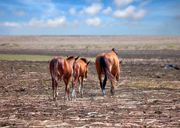 Animals Horse Image Landsc