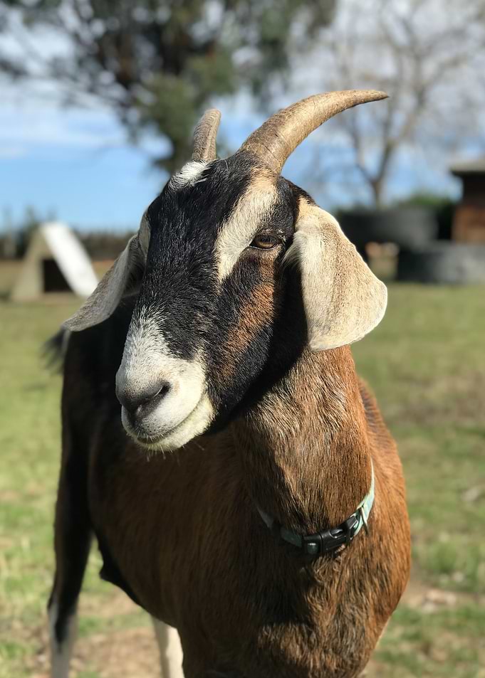 nature animal goat