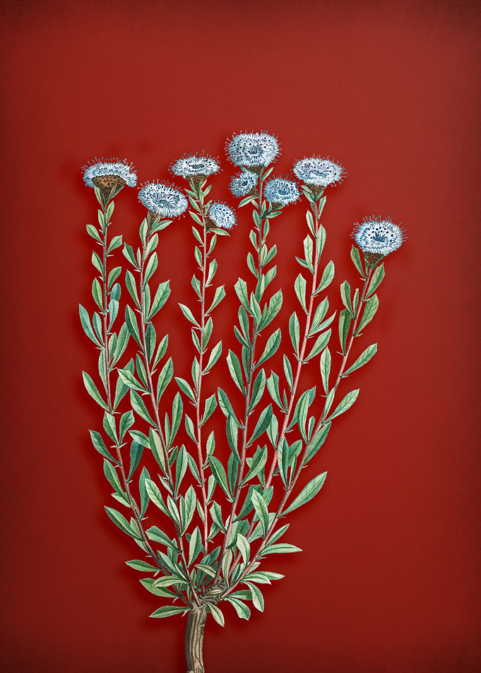 Globe Daisies on Red