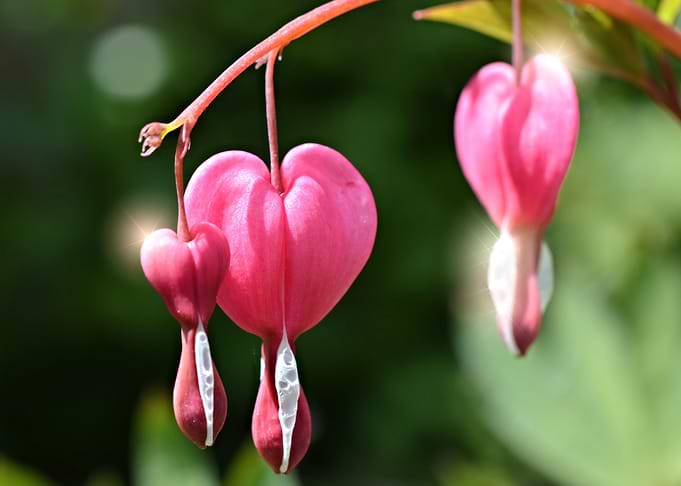 Dicentra spectabilis