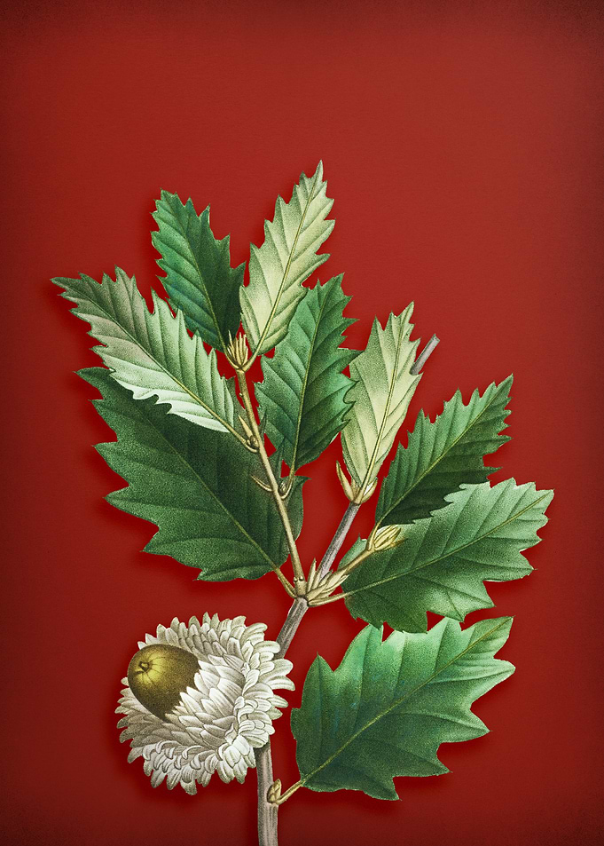 Valonia Oak on Red