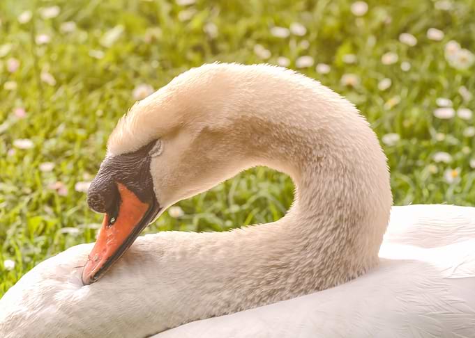 Sleeping Swan