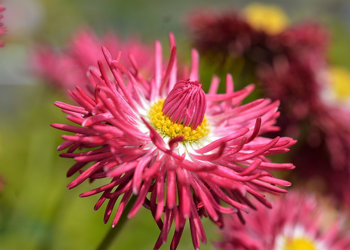 pretty in pink