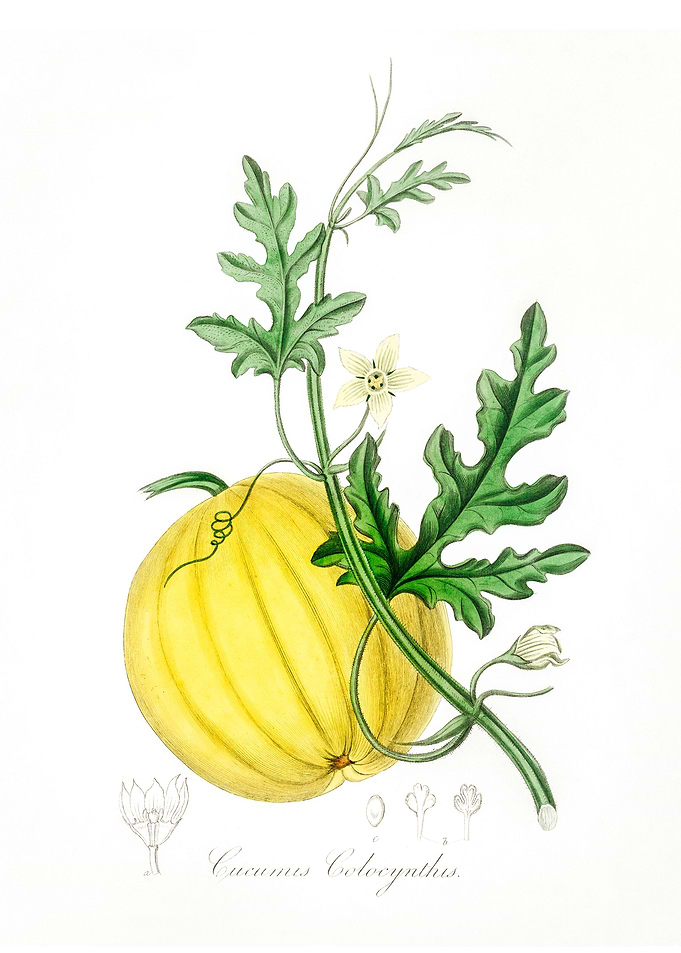 Bitter apple Cucumis