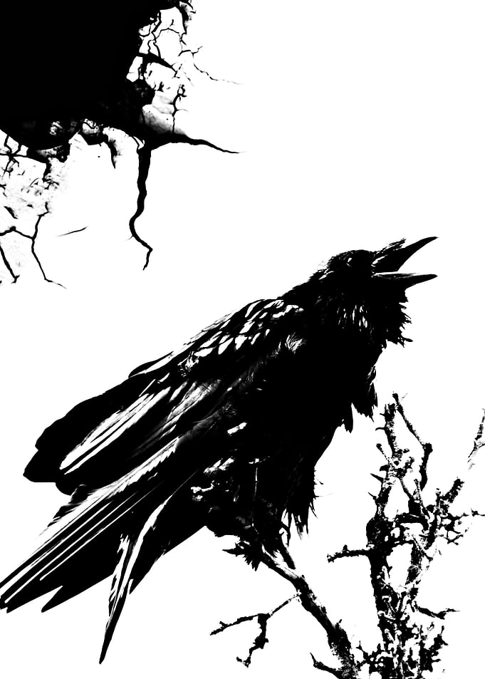 bird 10